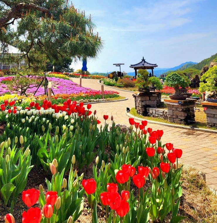 양구수목원 배경 이미지