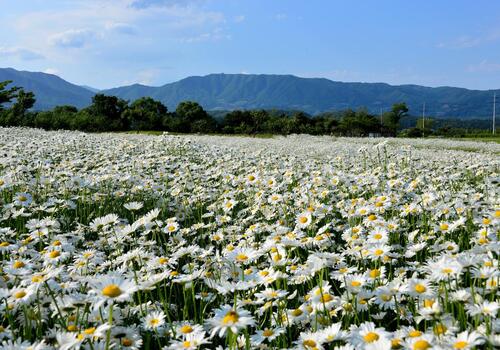 양구수목원 배경 이미지