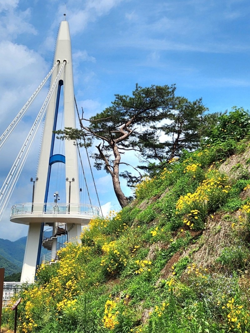 양구수목원 배경 이미지