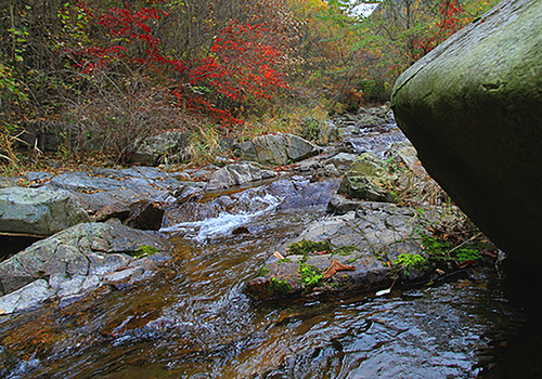 양구수목원 배경 이미지
